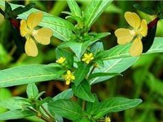 Sóc Trăng: Nghiên cứu mỹ phẩm trị mụn từ rau mương